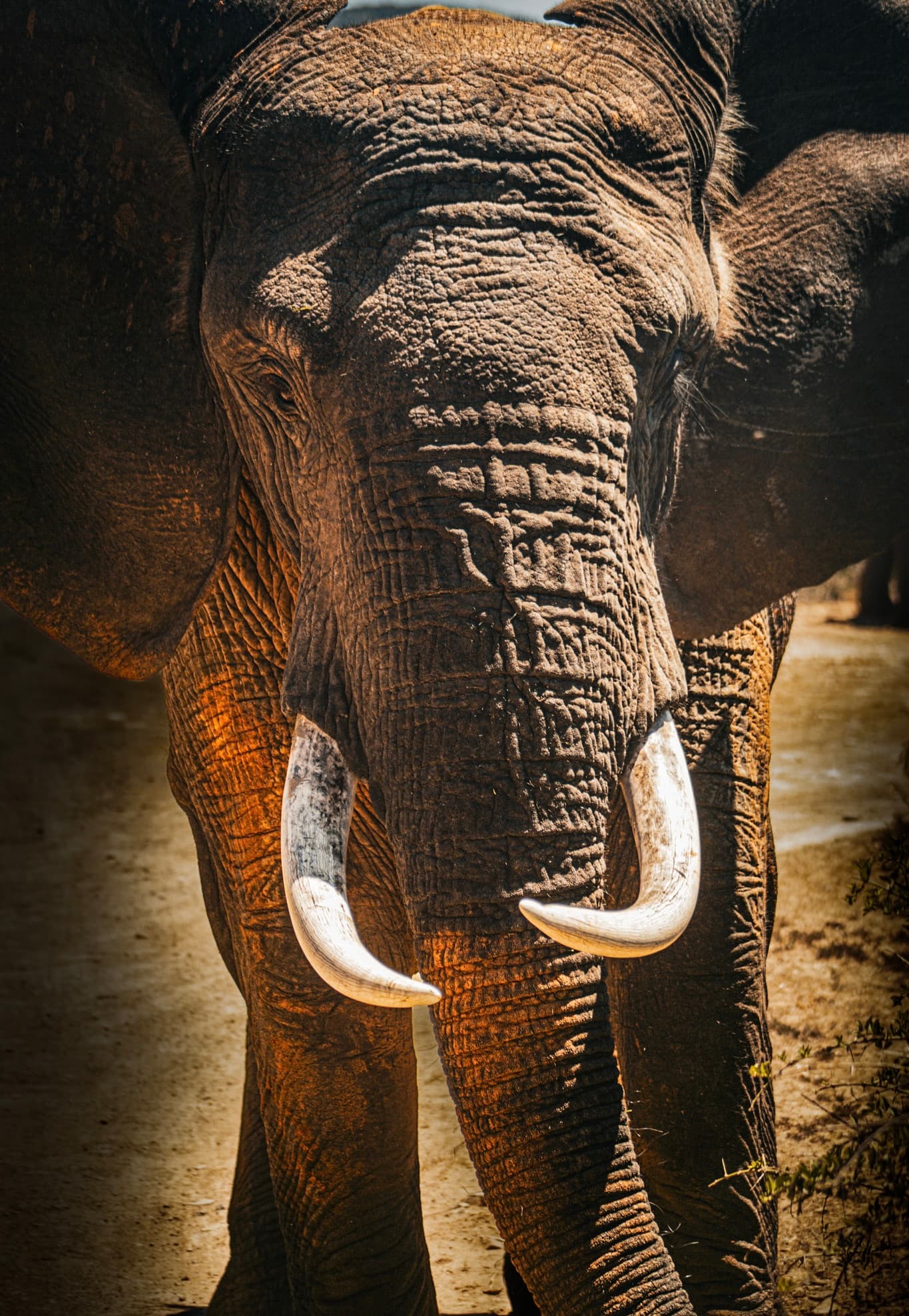 A close-up of an elephant's face and tusks in warm afternoon light