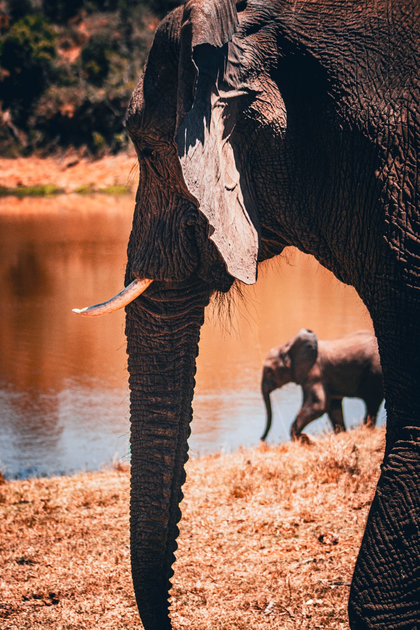 An elephant's tusks and trunk seen close up, with a calf visible in the background near water