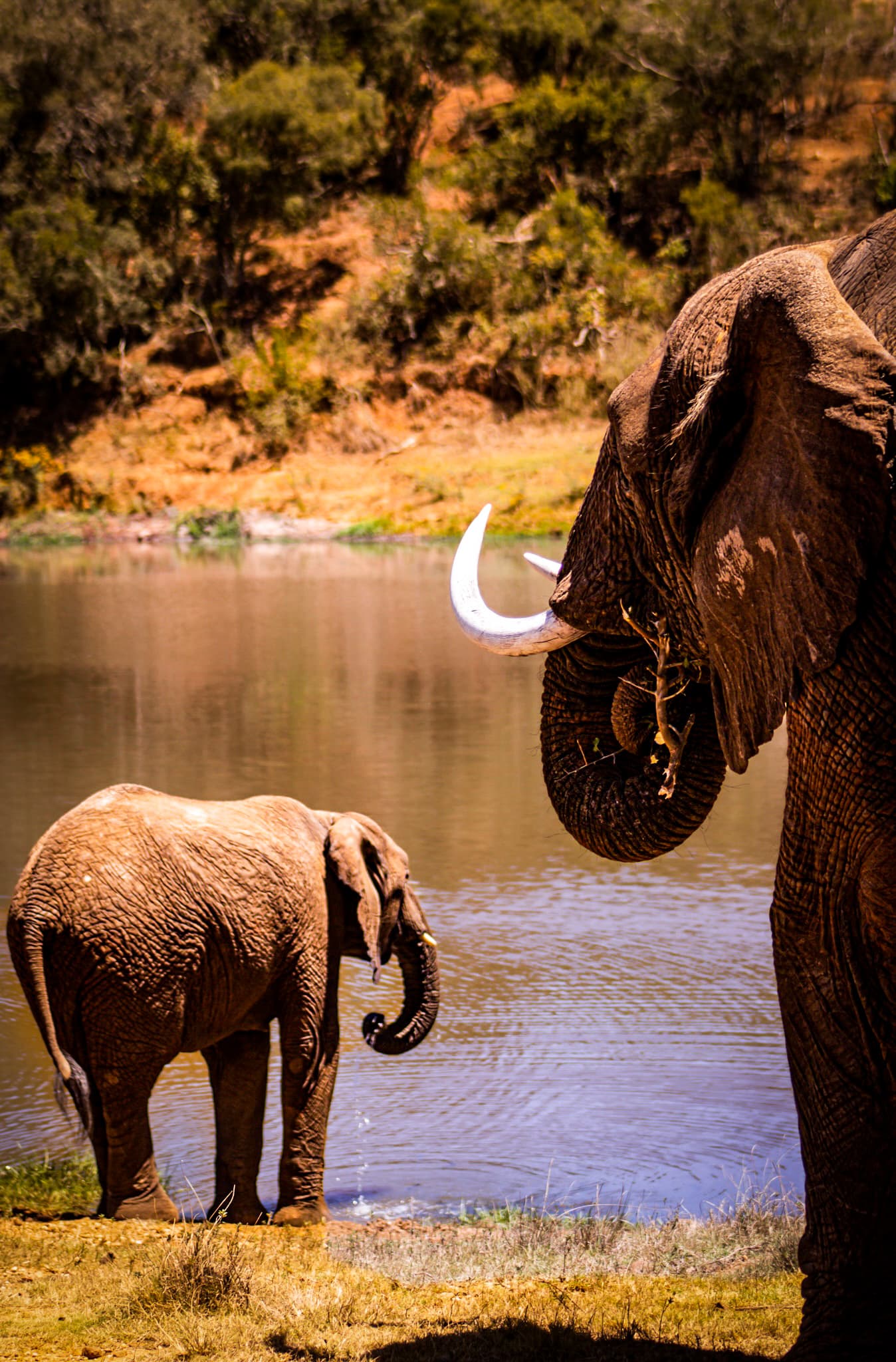 An elephant curling its trunk while a calf drinks from a waterhole nearby