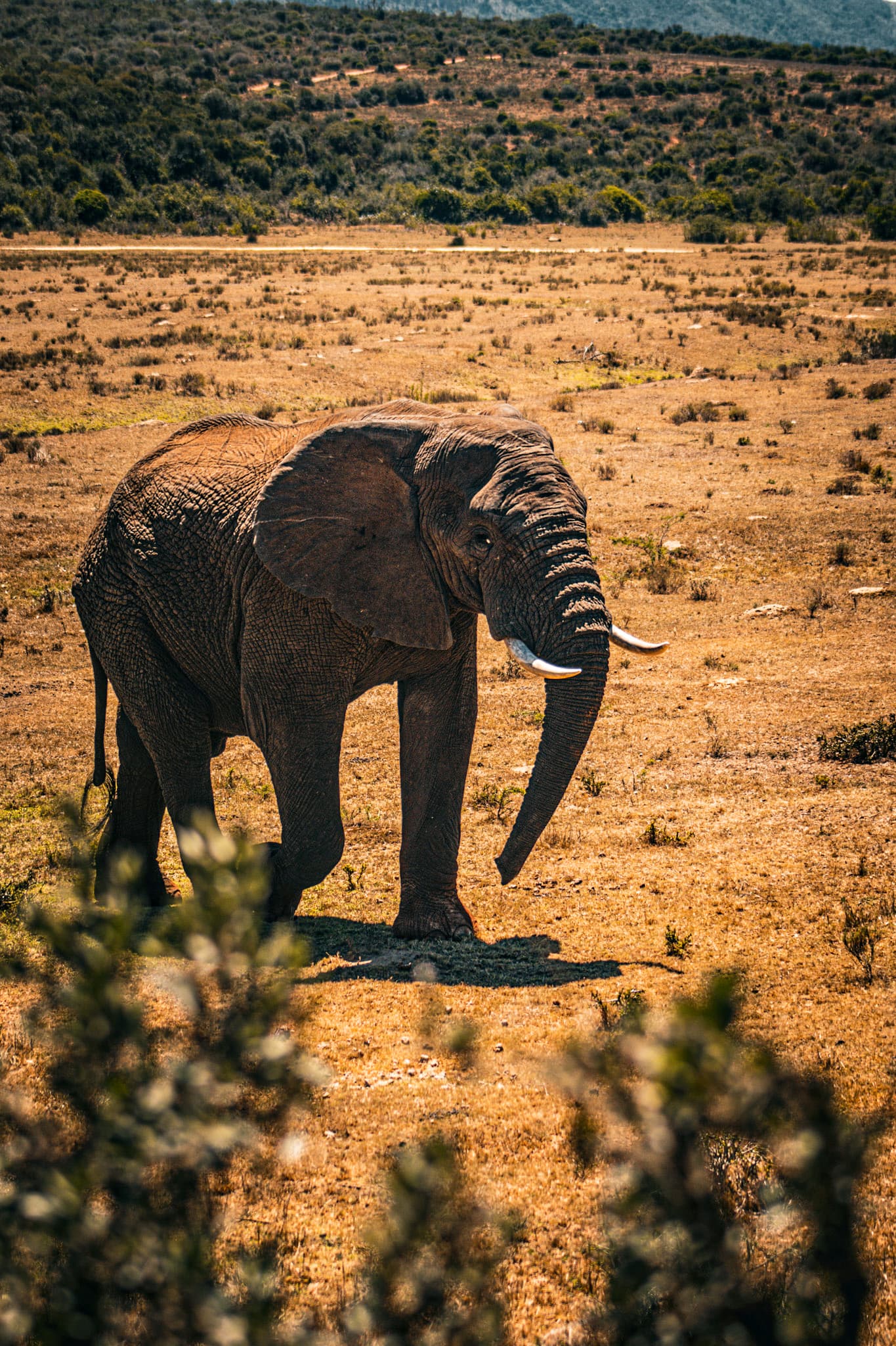 An elephant walking alone across an open plain