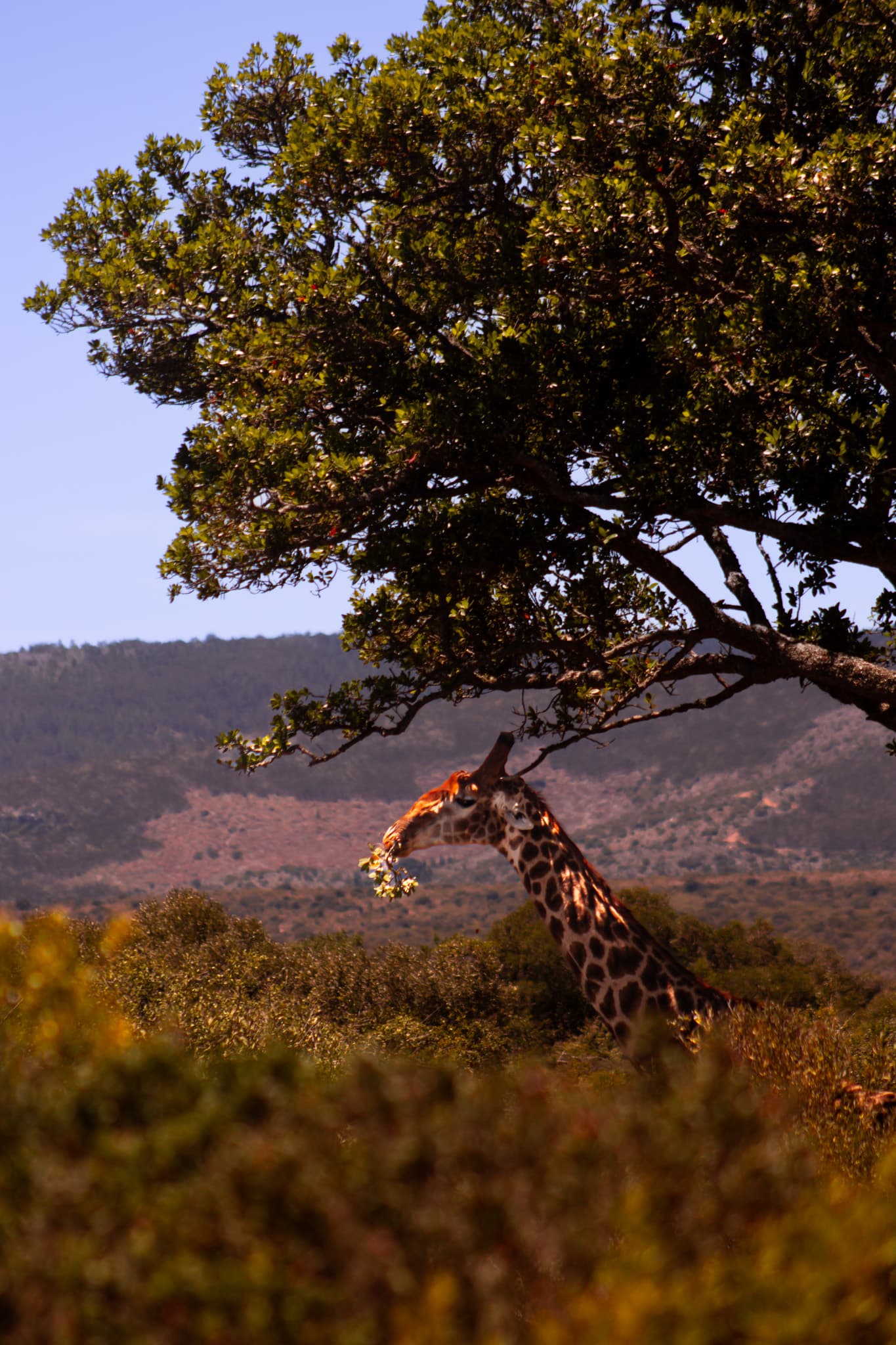 A giraffe reaching up into a tree to feed, mountains in the distance