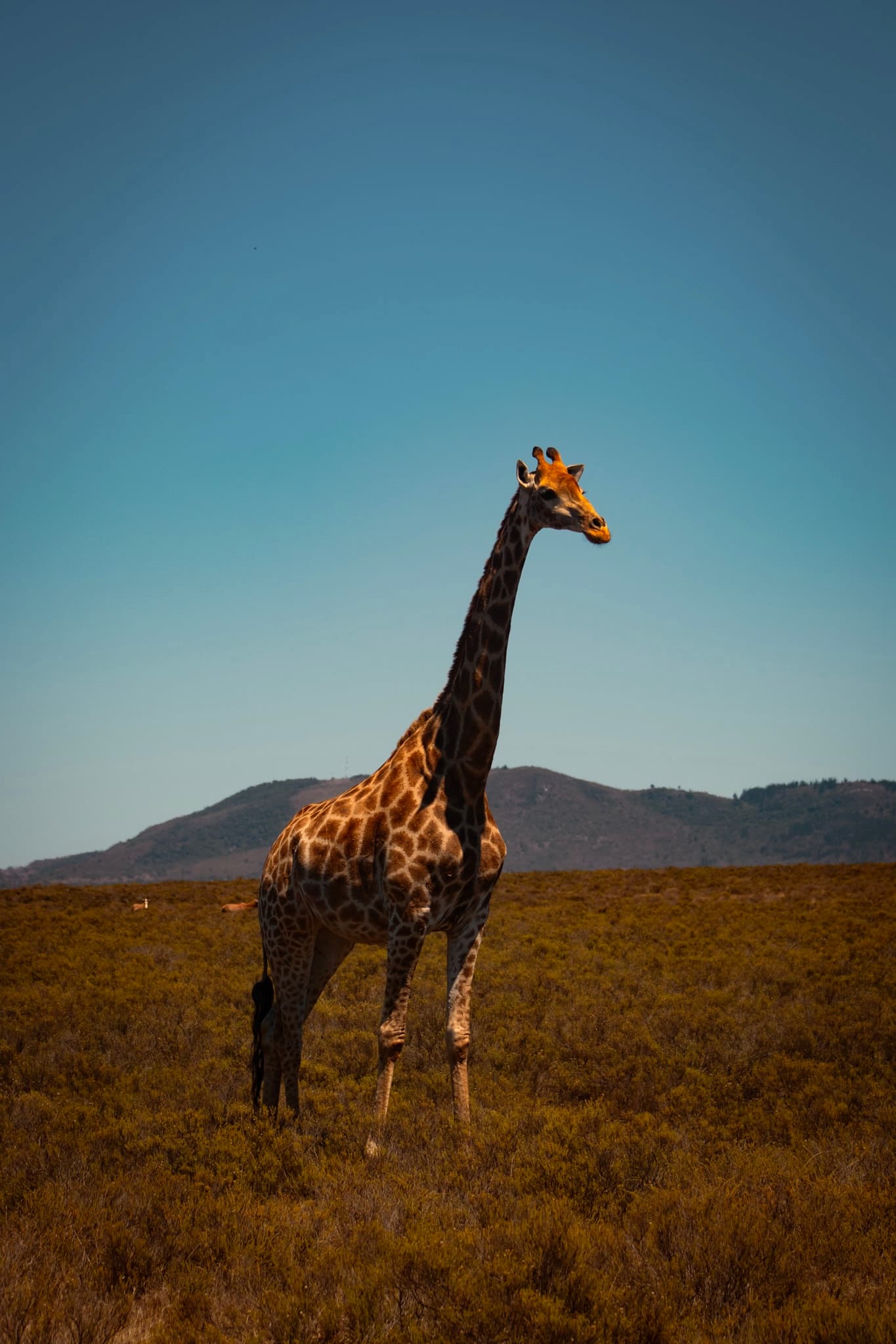 A giraffe standing in open grassland against a clear blue sky