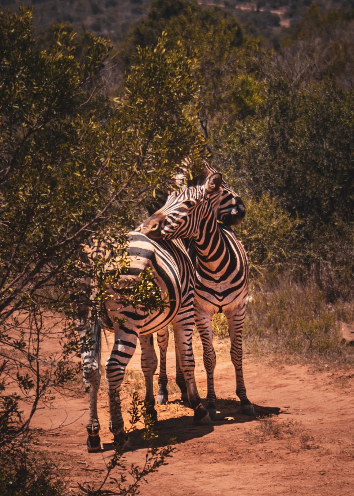 Two zebras standing close together, resting their heads on each other