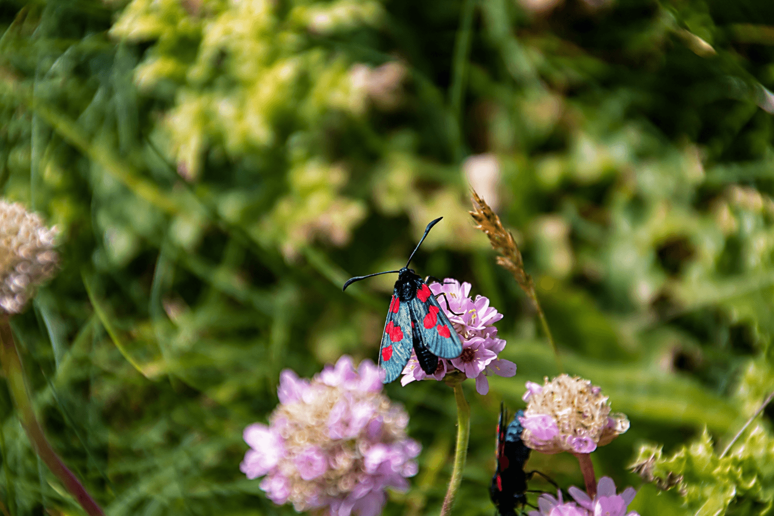A six-spot burnet moth resting on wildflowers