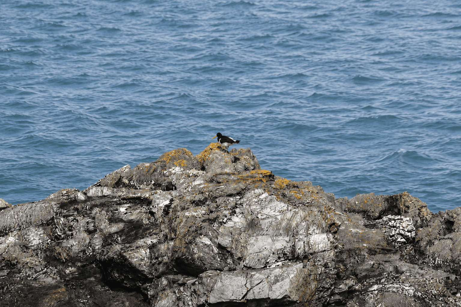An oystercatcher standing on lichen-covered rocks above the sea