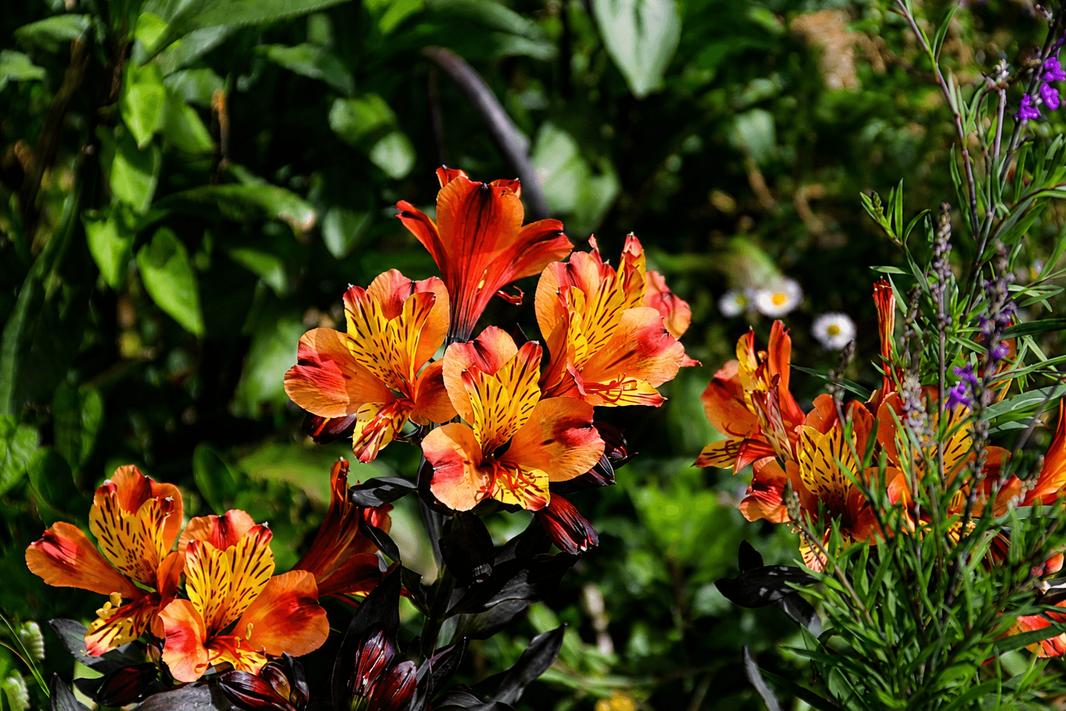 Wild orange Peruvian lilies growing beside the coast path