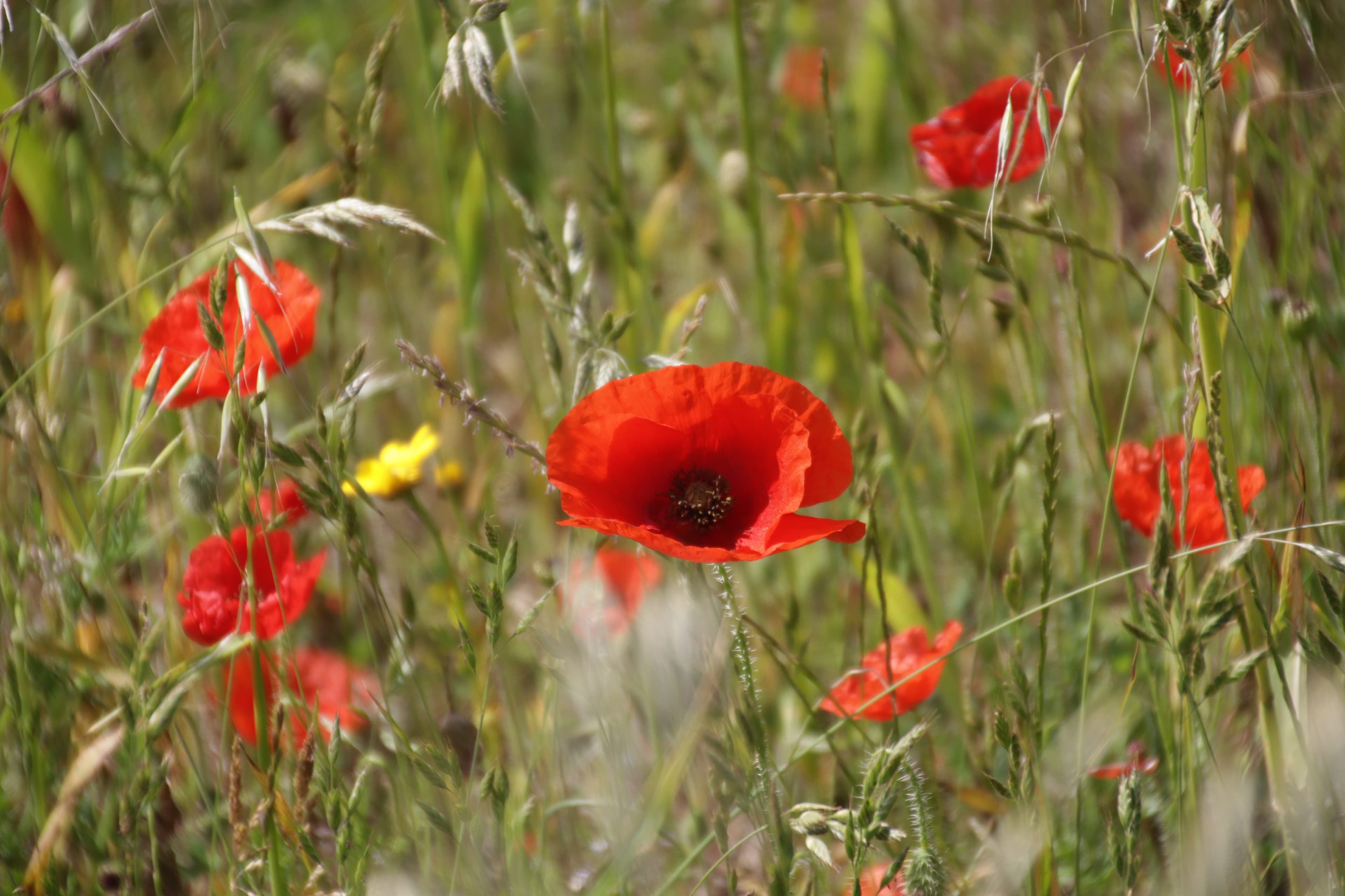 A field of red poppies moving in the breeze