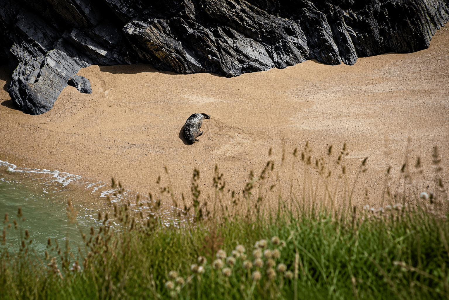 A seal resting alone on a sheltered cove beach