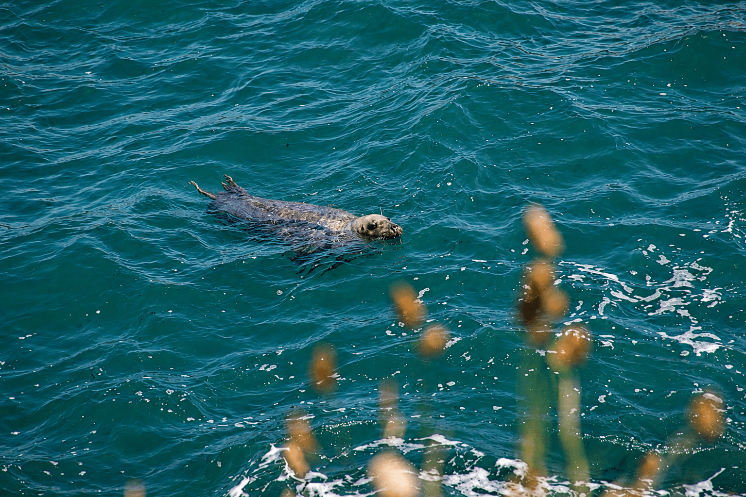 A seal swimming just offshore