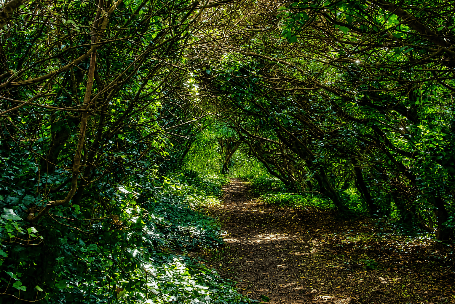 A path tunnelling through green woodland canopy