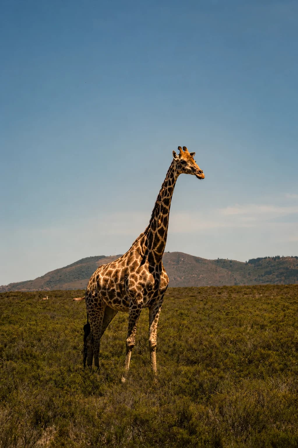 A giraffe standing in open grassland against a clear blue sky