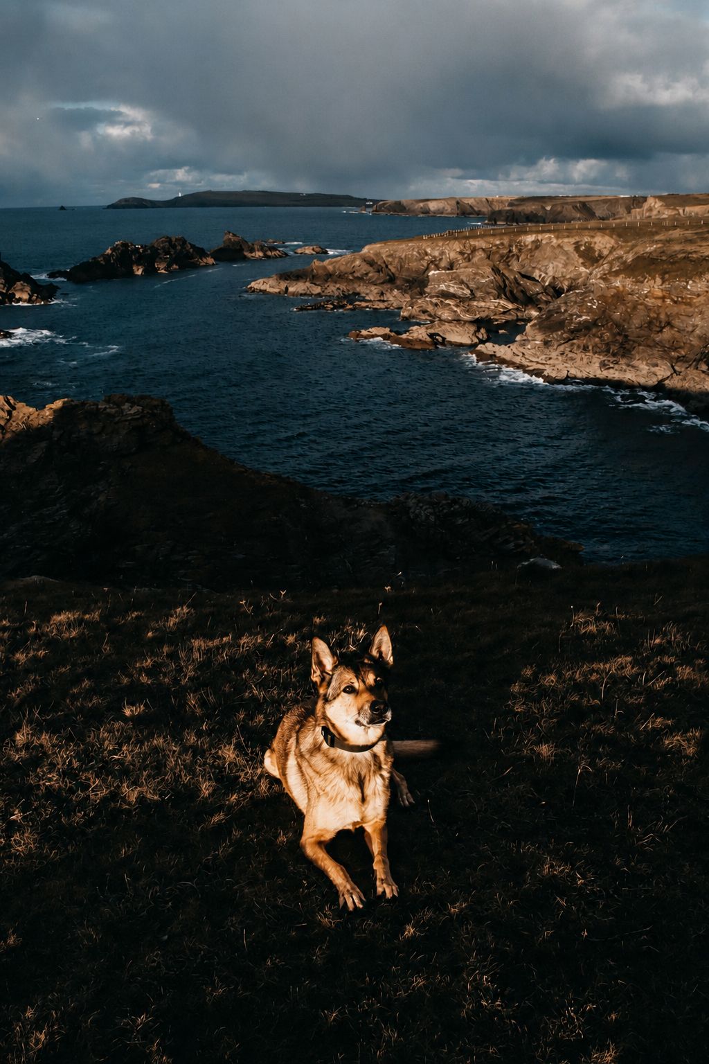Dog on Cornish cliffside at golden hour, coastline behind