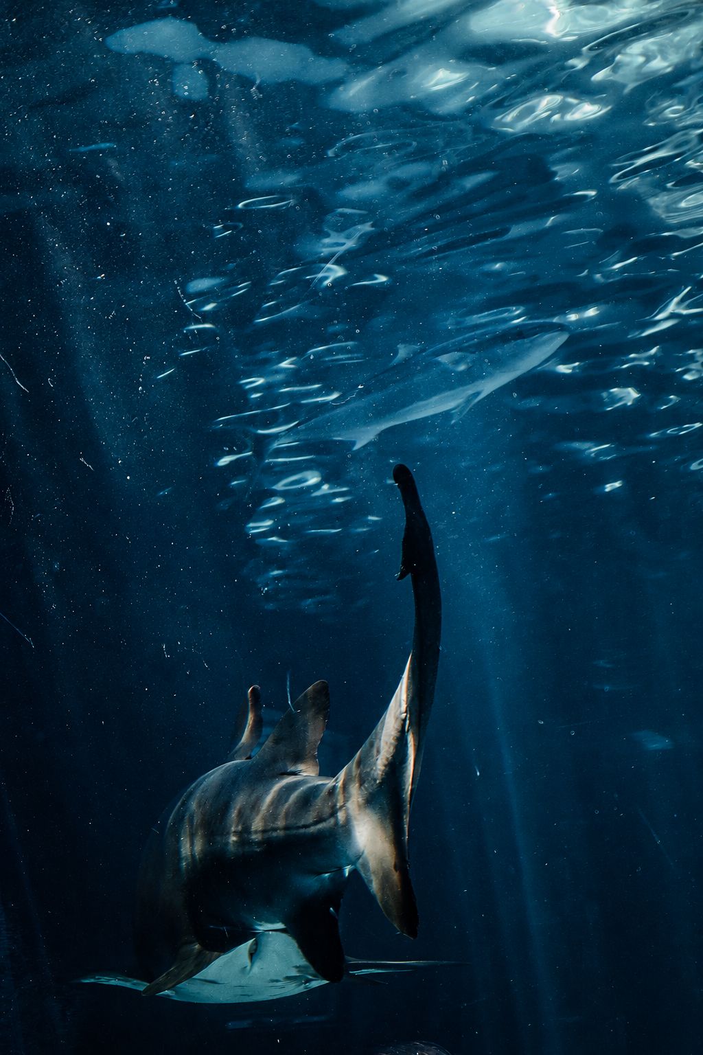 Dolphin ascending toward ocean surface, deep blue water with light rays