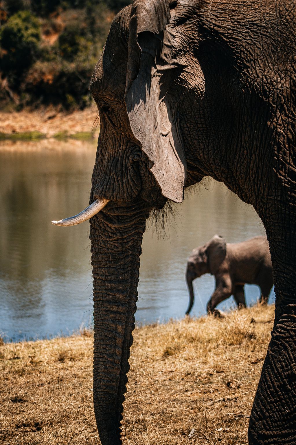 Elephant mother foreground with baby calf at waterhole, storytelling composition