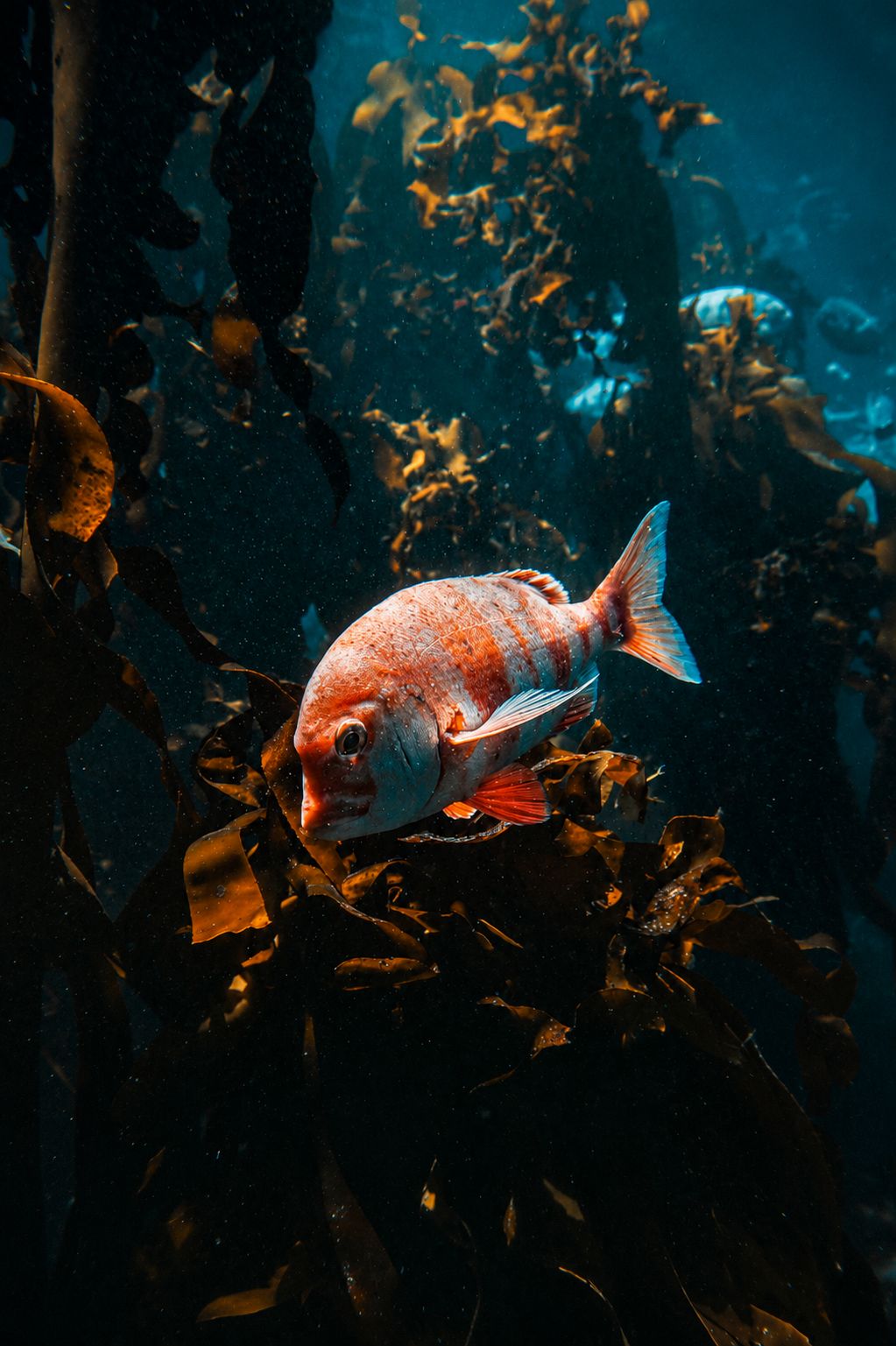 Orange fish in kelp forest, South African waters