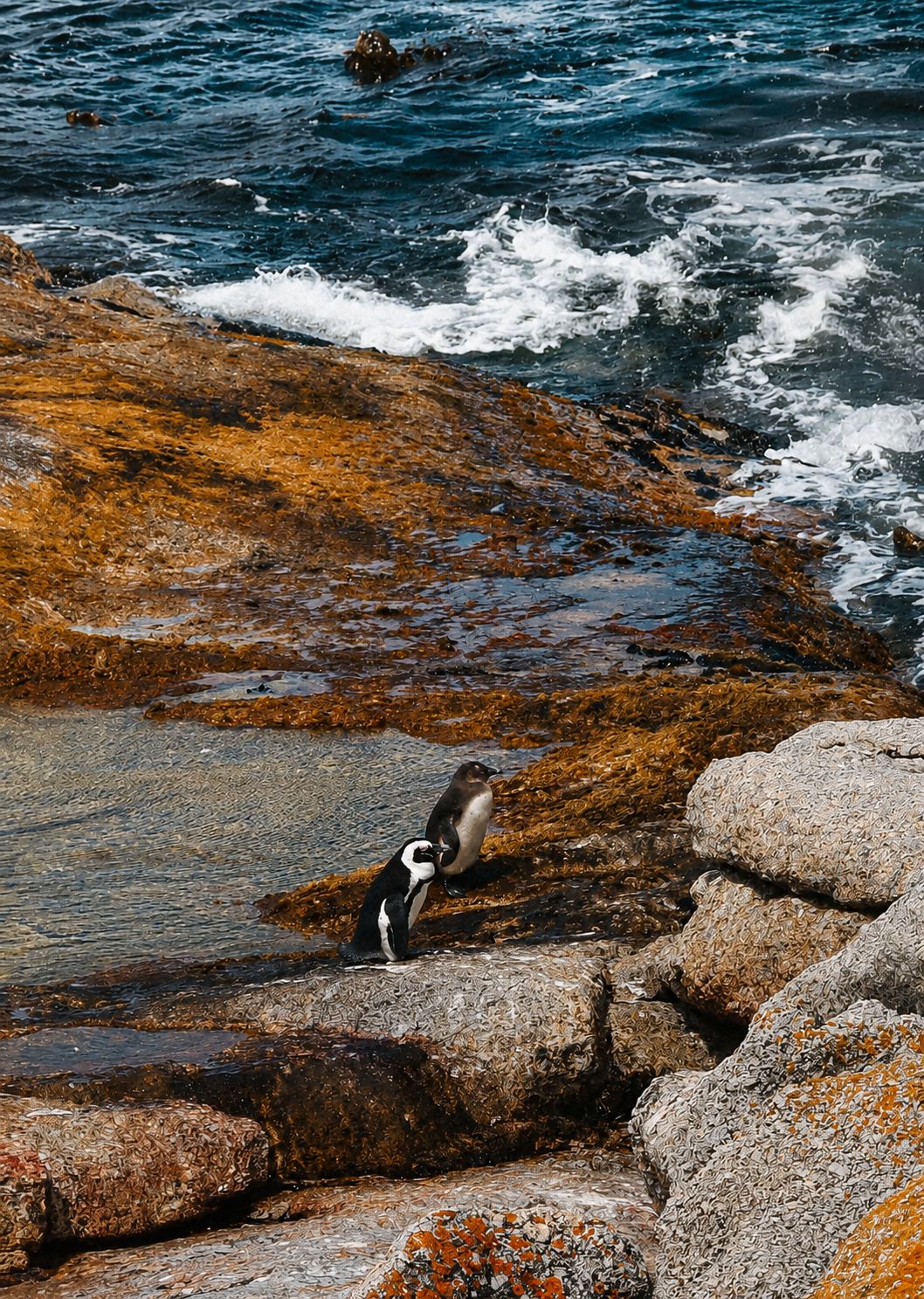 African penguins on orange lichen rocks, ocean behind