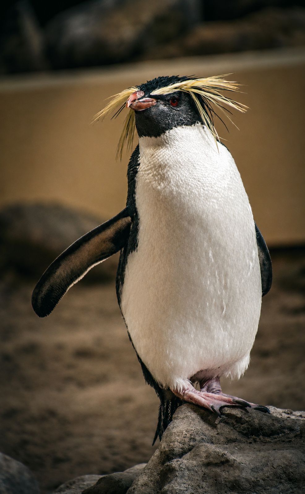 Rockhopper penguin portrait, character